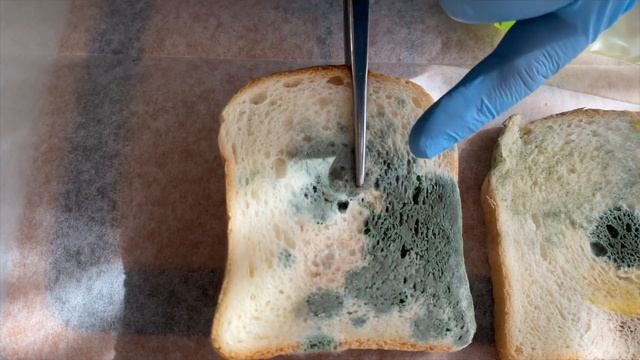 ЭКСПЕРИМЕНТ С ХЛЕБОМ ВЫ БУДЕТЕ МЫТЬ РУКИ! смотреть онлайн