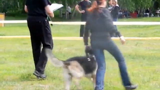 2Х-Выставка собак Ранга САС в Раменском 2012 ВЕСНА смотреть онлайн