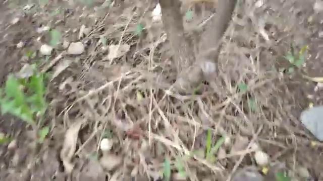 Мои зизифусы, их состояние и плодоношение смотреть онлайн