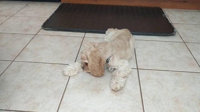 Perl vs. Potato смотреть онлайн