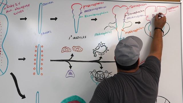 Embryology | Neurulation, Vesiculation, Neural Crest Cell Migration