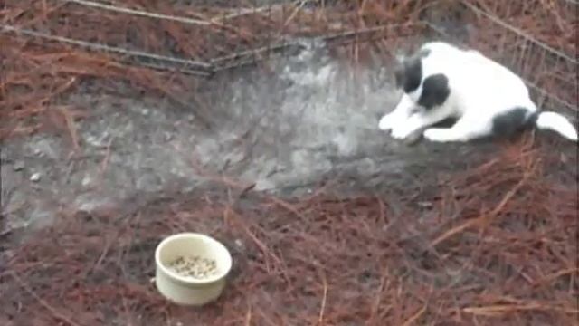 Border Collie Husky Puppies смотреть онлайн