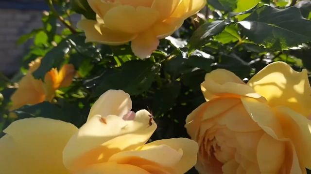 роза Голден Селебрейшн на штамбе | rose Golden Celebration | ROZI MIRA смотреть онлайн