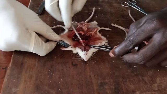 APU Students dissecting Rattus norvegicus смотреть онлайн