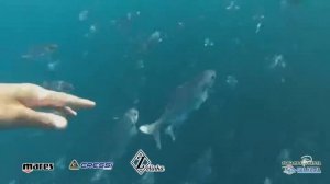 Ружья для подводной охоты. Виды, особенности и как правильно выбрать ружье