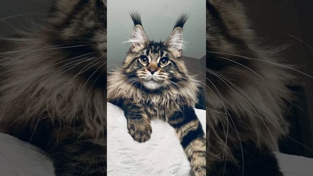 Мейн Кун #большиекошки #котики #милота #закон #добраяистория #милашки #киса #мяу #животные #мир смотреть онлайн