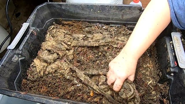 IS THE DIY STACKED WORM BIN THE BEST? смотреть онлайн