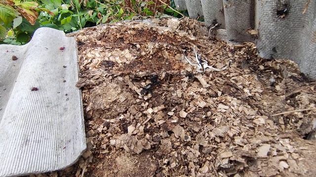 Куда девать опилки с куриным пометом? смотреть онлайн