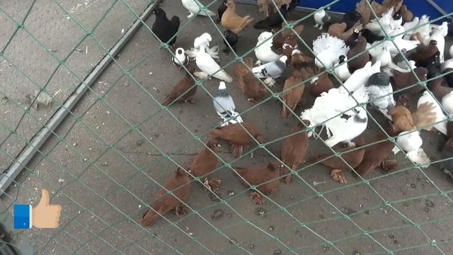 г. Николаев ярмарка 27.02.2021. 3 часть. смотреть онлайн