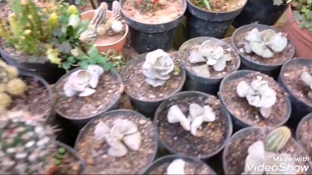 Cactos e suculentas do horto que ainda não mostrei смотреть онлайн