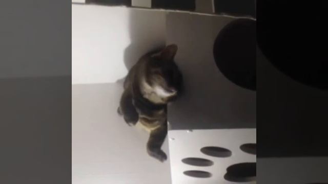 Игровой комплекс для кота или кошки на балконе смотреть онлайн