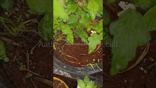 Blue Purple Hibiscus || நீல நிற செம்பருத்தி - An easy way to grow !!! смотреть онлайн