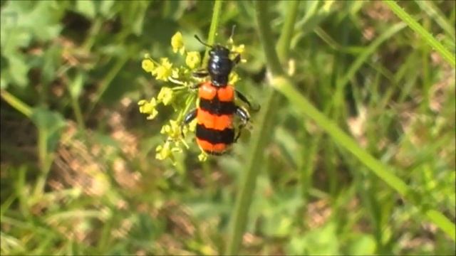 Пчеложук обыкновенный и интересные факты о нем смотреть онлайн