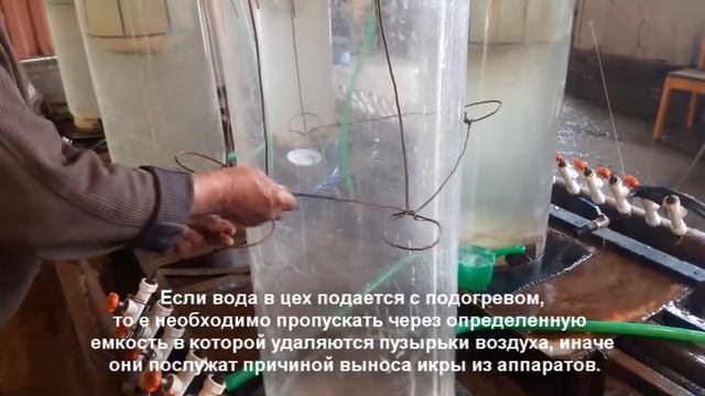 ИНКУБАЦИЯ АМУРА КАРП И ПОДГОТОВКА ИНКУБАЦИОНИ ЦЕХА| ПОЛУЧЕНИ ИКРЫ И ВЫКЛЕВ ЛИЧИНКИ ЧАСТЬ 1 смотреть онлайн