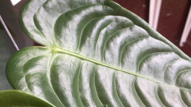 Anthurium Veitchii Jungle King #anthurium #philodendron #colocasia #codiaeum
