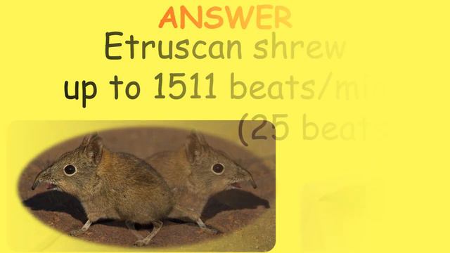 Heart GK| Heart GK Question In English| Heart GK Questions| Heart GK Question| GK Questions On Hear смотреть онлайн