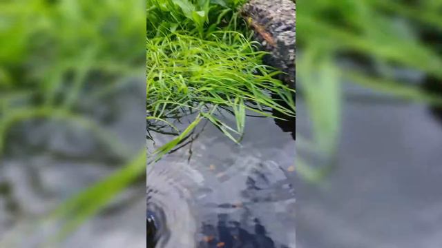 Samsung Galaxy S5 | Воронка под водой