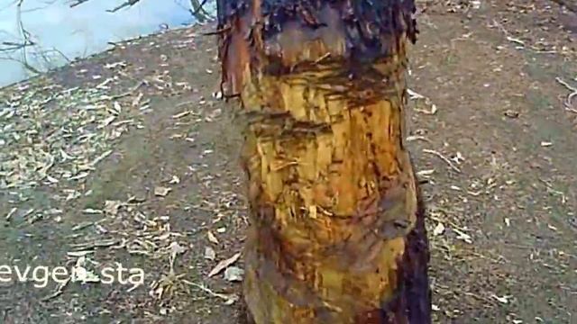 Если достали бобры. Как отпугивать бобров