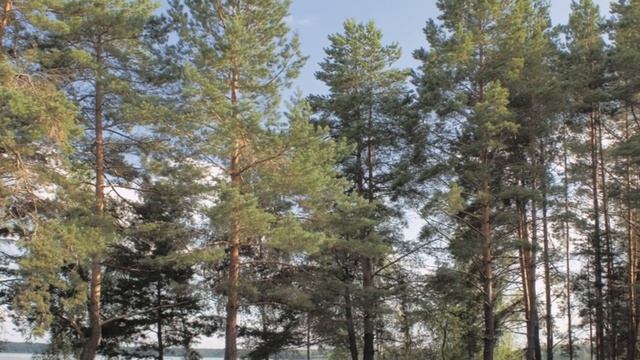 "ГЛУБОКАЯ ПЕЧАТЬ"... (Фото-дневник Владимира Скобеева (Рязань), музыка Вадима Гурьева) смотреть онлайн