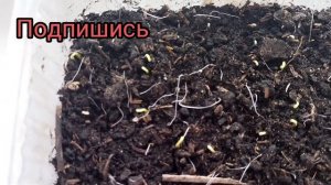 Через сколько всходит рассада перца?