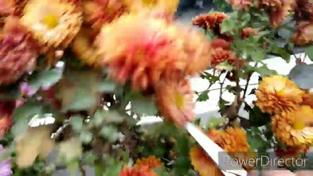 120- Caring of flowering plants#How to get more flowers from your plant. смотреть онлайн