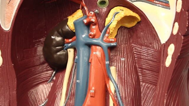 Circulatory System | Arteries of the Thorax & Abdomen | Torso Anatomy Model смотреть онлайн