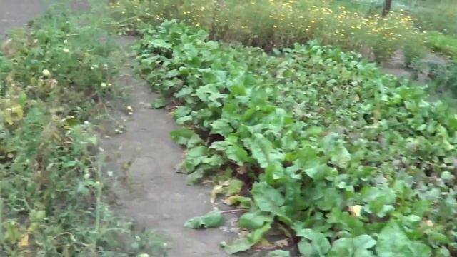 Котята, сбор гарбузив-тыкв, календулы. смотреть онлайн
