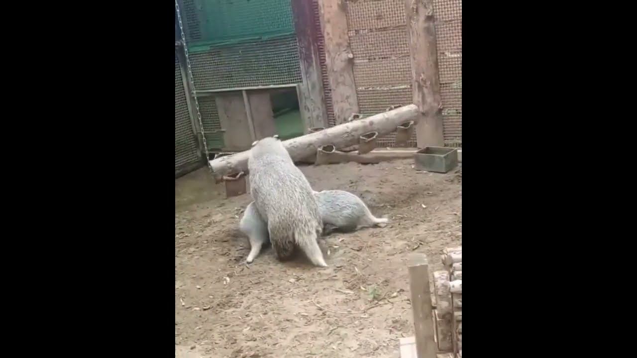 Зоопарк Екатеринбурга показал барсучат, названных в честь героев Толкиена смотреть онлайн