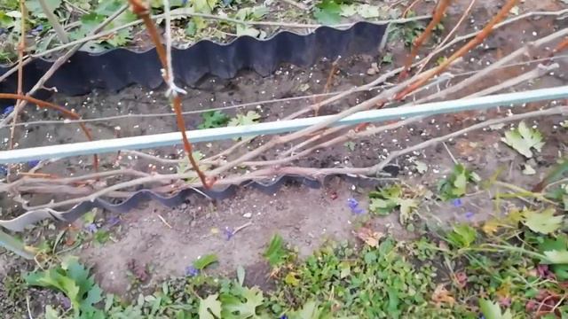 ОБРЕЗКА ВИНОГРАДА. Съёмка с ближнего ракурса. смотреть онлайн