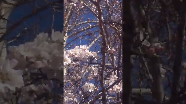Миндальное дерево зацвело, у нас уже весна смотреть онлайн