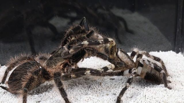 EPIC BATTLE BIG SPIDER vs TARANTULA смотреть онлайн