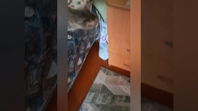 Кошка кричит из комнаты, что она хочет сказать? 😸 смотреть онлайн