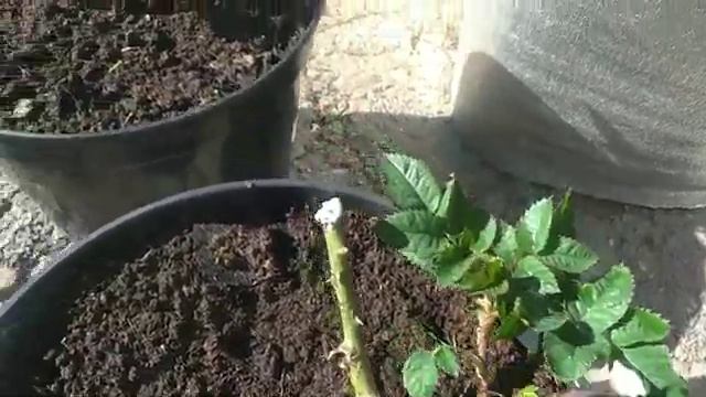 Vlog-68 Окрябрь?розы и гортензии сейчас??? смотреть онлайн