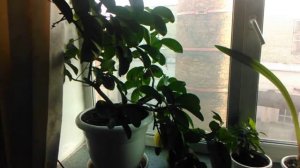 Как вырастить огромный лимон дома на окне