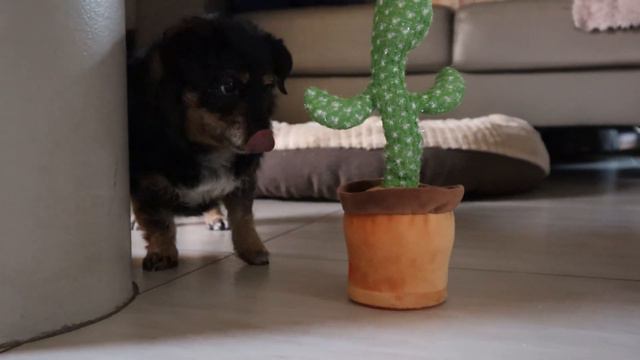 Talking Cactus Toy Prank On Dogs  - Their Reactions Are Priceless