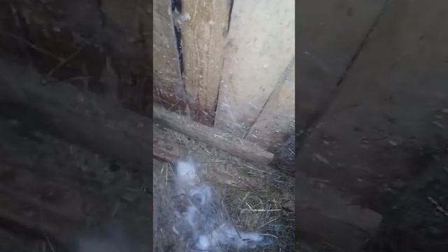 Купили козленка ламанча! Первая ночь дома!