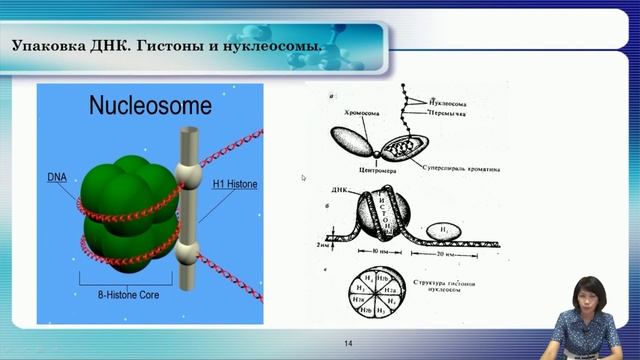Лекция 3. Строение нуклеиновых кислот. смотреть онлайн