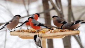 Зимние изменения в природе