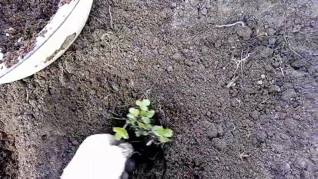 Как рассадить ремонтантную землянику лукошко смотреть онлайн