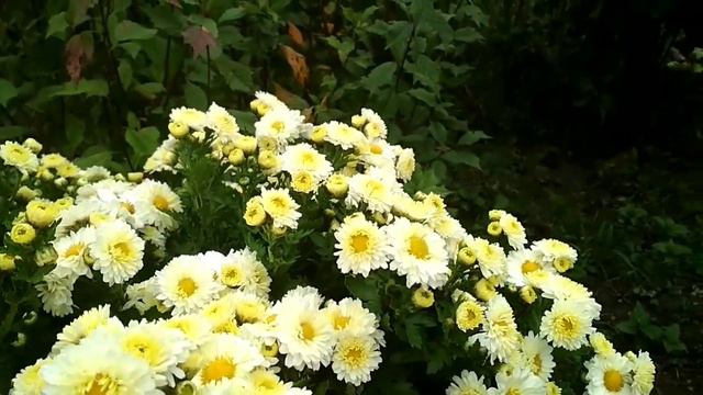 Цветут хризантемы. смотреть онлайн