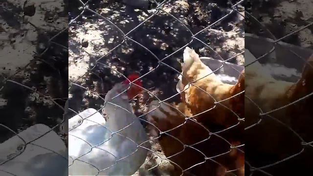 Мини ферма. Куры молодки. Линька. Яйценоскость. смотреть онлайн