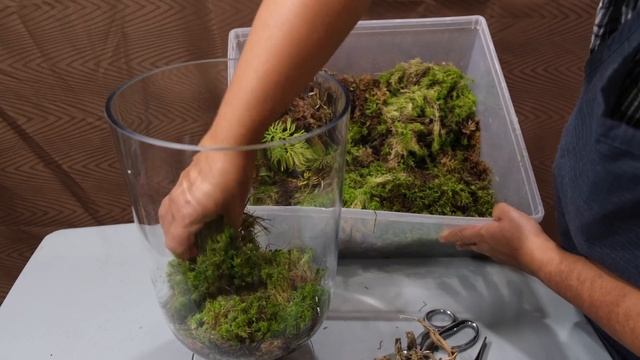 Не выбрасывайте пеньки орхидей! Смотрите почему! смотреть онлайн