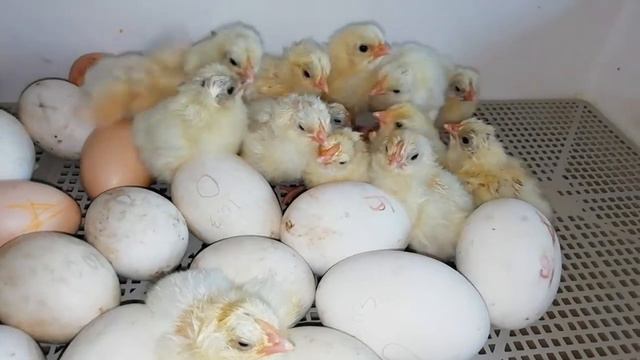 Цыплята,первые весенние цветы,закваска на йогурт,смемена смотреть онлайн