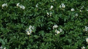 Большой урожай КАРТОФЕЛЯ! Что положить в лунку при посадке картофеля? Как сажать картофель.