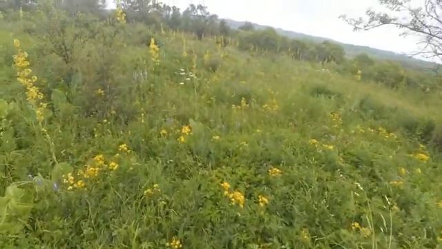 Заилийский Алатау. Талгар. Лекарственные травы. 25 июня 2017 г.