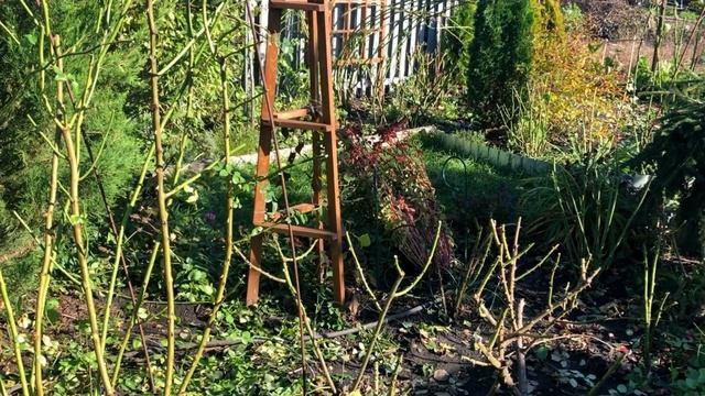 Когда начинать подготовку роз к зимовке? смотреть онлайн