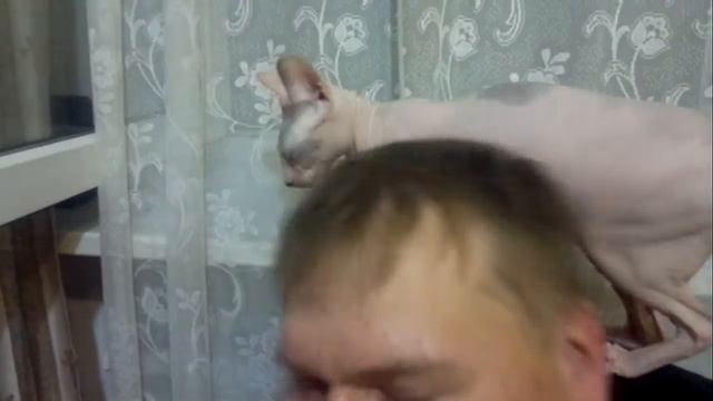 Ласковый СФИНКС смотреть онлайн