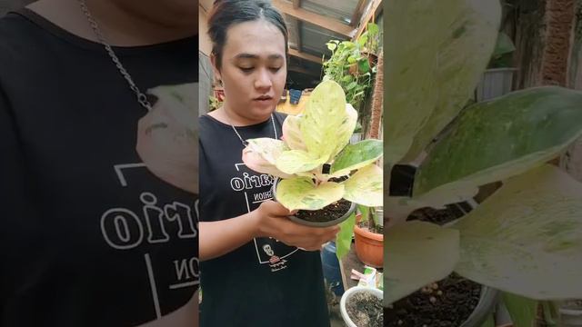 Flexing some of my aglaonema collection(First vlog) смотреть онлайн