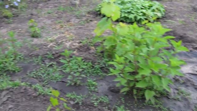 Наша коллекция гортензий спустя неделю 12.06.2017г. смотреть онлайн