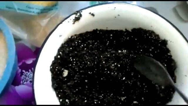 Рассада капусты вытянулась... Как ее спасти?? смотреть онлайн